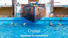  Presentation with killer whale - 