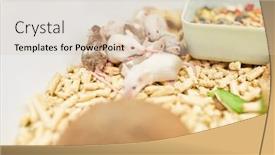  Presentation with cage - Audience pleasing slide set consisting of mice-in-a-cage backdrop and a lemonade colored foreground