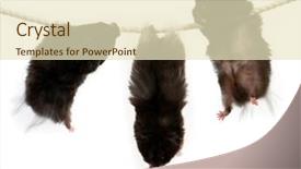  Presentation with hamsters - Colorful PPT theme enhanced with mice rat - three hamsters on a rope backdrop and a soft green colored foreground