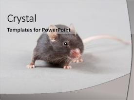 Powerpoint Rats Animal Testing Mice Rats Experiment PPT template 79 | CrystalGraphics