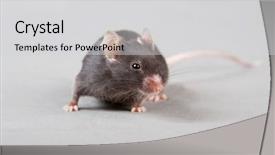  Presentation with laboratory mouse - Slide deck consisting of mice rats experiment - black laboratory mouse isolated background and a light gray colored foreground