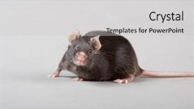  Presentation with rats - Slide deck enhanced with mice rats experiment - black laboratory mouse isolated background and a light gray colored foreground