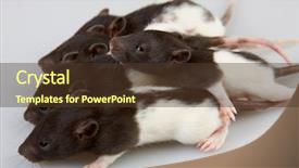  Presentation with rat experiment - Cool new PPT layouts with mice rats experiment - brattleboro laboratory rat isolated backdrop and a tawny brown colored foreground