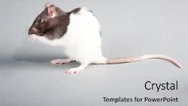  Presentation with rat experiment - PPT layouts having mice rats experiment - brattleboro laboratory rat isolated background and a light gray colored foreground