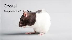  Presentation with rat - Cool new theme with mice rats experiment - brattleboro laboratory rat isolated backdrop and a light gray colored foreground