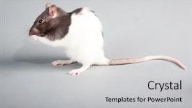  Presentation with rat - Amazing PPT layouts having mice rats experiment - brattleboro laboratory rat isolated backdrop and a light gray colored foreground