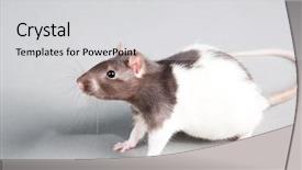 Presentation with rat experiment - PPT layouts featuring mice rats experiment - brattleboro laboratory rat isolated background and a light gray colored foreground