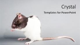  Presentation with rat experiment - Amazing PPT theme having mice rats experiment - brattleboro laboratory rat isolated backdrop and a light gray colored foreground