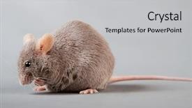  Presentation with rats - Amazing PPT layouts having mice rats experiment - brown laboratory mouse isolated backdrop and a light gray colored foreground