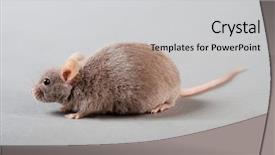 Presentation with mice rats experiment - PPT theme consisting of mice rats experiment - brown laboratory mouse isolated background and a light gray colored foreground