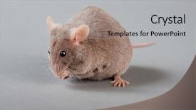  Presentation with mice rats experiment - Presentation design consisting of mice rats experiment - brown laboratory mouse isolated background and a light gray colored foreground