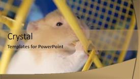  Presentation with rats - Presentation featuring mice rats experiment - funny skrian hamster grinding background and a coral colored foreground