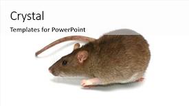  Presentation with rat - Beautiful slides featuring mice rats experiment - grey rat backdrop and a white colored foreground