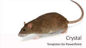  Presentation with rat experiment - Theme with mice rats experiment - grey rat background and a white colored foreground