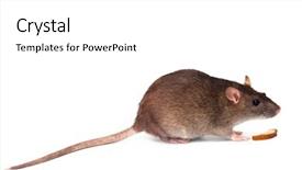  Presentation with rat experiment - Slide deck consisting of mice rats experiment - grey rat background and a white colored foreground