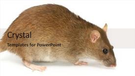  Presentation with rat - Colorful presentation enhanced with mice rats experiment - grey rat backdrop and a coral colored foreground