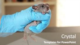  Presentation with rat experiment - Slide deck enhanced with mice rats experiment - hand of scientist with cute background and a gray colored foreground