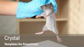  Presentation with rat experiment - PPT theme with mice rats experiment - hand of scientist with cute background and a gray colored foreground