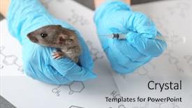  Presentation with rat experiment - Presentation theme featuring mice rats experiment - hands of scientist giving injection background and a light blue colored foreground