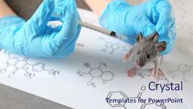  Presentation with rat experiment - Presentation design consisting of mice rats experiment - hands of scientist giving injection background and a sky blue colored foreground