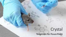  Presentation with rat experiment - Slide set with mice rats experiment - hands of scientist giving injection background and a light gray colored foreground