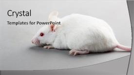  Presentation with rats - Audience pleasing theme consisting of mice rats experiment - white laboratory mouse isolated backdrop and a light gray colored foreground