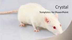  Presentation with white rat - Colorful PPT layouts enhanced with mice rats experiment - white laboratory rat isolated backdrop and a light gray colored foreground