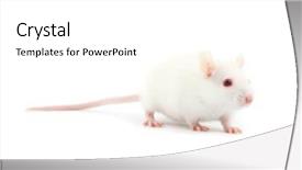  Presentation with white rat - Audience pleasing slides consisting of mice rats experiment - white rat isolated on white backdrop and a white colored foreground