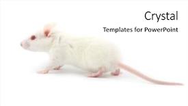  Presentation with white rat - Cool new presentation theme with snowflakes and stars descending on background backdrop and a ocean colored foreground