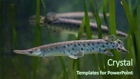  Presentation with freshwater fish - Slides consisting of mississippi state - spotted gar lepisosteus oculatus freshwater background and a tawny brown colored foreground