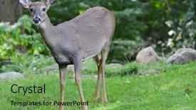 Presentation with long tailed macaque macaca fascicularis - PPT theme with white tailed deer fawn background and a seafoam green colored foreground