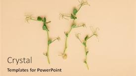  Presentation with peas - Presentation consisting of micro-greens-sprouts-of-peas background and a lemonade colored foreground