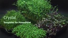  Presentation with beetroot - Presentation design enhanced with micro-greens-sprouts-of-radish background and a tawny brown colored foreground