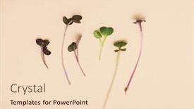  Presentation with healthy food - Beautiful presentation design featuring micro-greens-sprouts-of-radish backdrop and a lemonade colored foreground