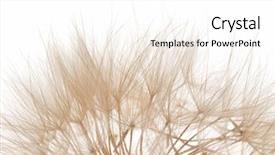  Presentation with dandelion - Cool new PPT theme with micro organisme - white dandelion closeup backdrop and a white colored foreground