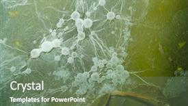  Presentation with mold - Amazing PPT layouts having micro organisms - macro image of a mold backdrop and a gray colored foreground
