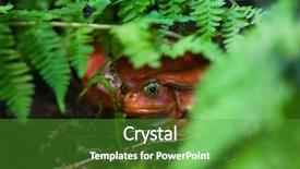  Presentation with yellow green - Slides with micro organisms - red frog tomato frog dyscophus background and a shamrock green colored foreground