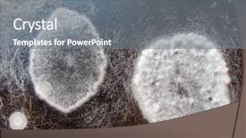  Presentation with mold - Beautiful presentation theme featuring micro organisms culture - close-up image of a mold backdrop and a gray colored foreground