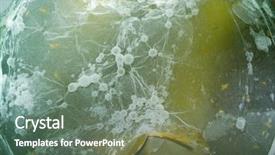  Presentation with mold - Theme enhanced with micro organisms culture - macro image of a mold background and a gray colored foreground