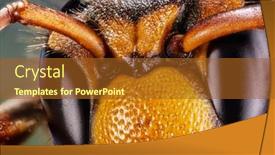 Presentation with hornet - Presentation design featuring micro-shot-of-hornet-insect background and a tawny brown colored foreground