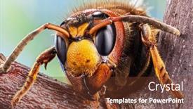  Presentation with insect - Presentation theme consisting of micro-shot-of-hornet-insect background and a tawny brown colored foreground