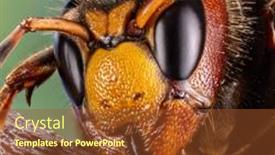  Presentation with hornet - Slide set enhanced with micro-shot-of-hornet-insect background and a tawny brown colored foreground