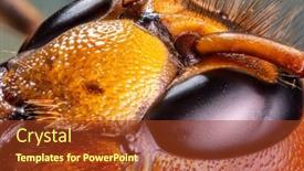  Presentation with hornet - Colorful theme enhanced with micro-shot-of-hornet-insect backdrop and a tawny brown colored foreground