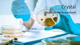 Presentation with microbial plate - PPT layouts having microbial biotechnology - germs growing on an agar background and a light blue colored foreground