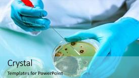  Presentation with germs - Cool new theme with microbial testing - germs growing on an agar backdrop and a arctic colored foreground