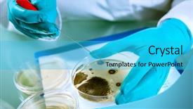  Presentation with germs - PPT theme consisting of microbial testing - germs growing on an agar background and a cyan colored foreground