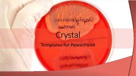  Presentation with microbial plate - Beautiful presentation featuring microbial testing - hand in glove holding petri backdrop and a red colored foreground