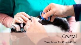  Presentation with vet - Presentation design with microchip - microchiping cat in vet clinic background and a lemonade colored foreground