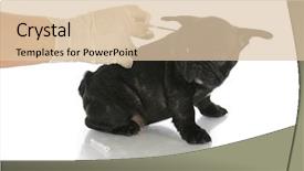  Presentation with puppy - Presentation theme with microchip - microchipping puppy - french bulldog background and a lemonade colored foreground