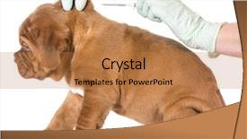  Presentation with veterinary - PPT theme featuring microchip - veterinary care - dogue de background and a coral colored foreground